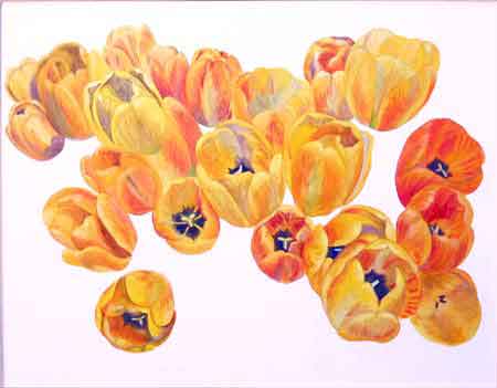 tulipy