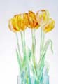 Dsc-tulips
