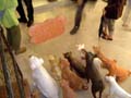 DSC00830
