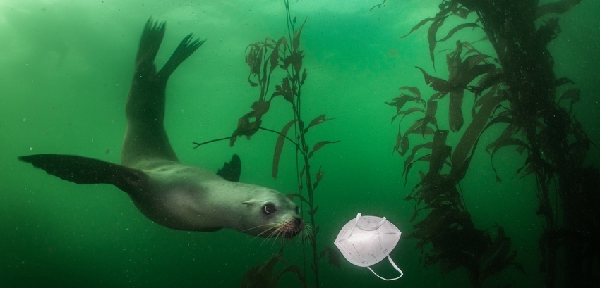 WorldPressPhoto2021_Ralph-Pace-850 - California sea lion (Zalophus californianus) playing wiht KN95 mask in Monterey, CA.