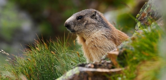 Swistak-Marmota-marmota-fot.-Katarzyna-Niedziolek-BARWY-SWIATA-PRZYRODY-850.jpg